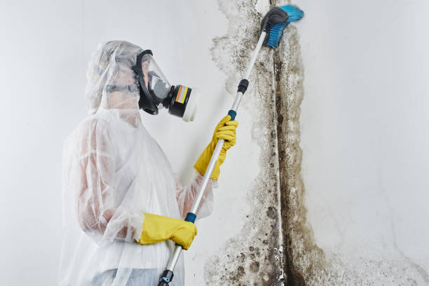 Best Toxic Mold Removal  in Spencer, OK