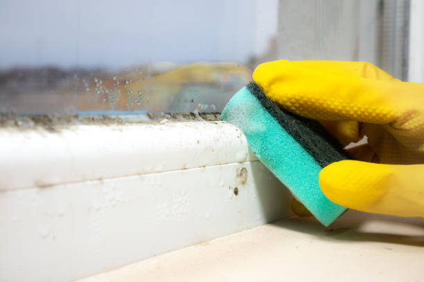 Reliable Spencer, OK Mold Removal Solutions