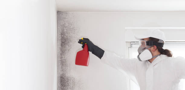 Best Fast Mold Removal  in Spencer, OK
