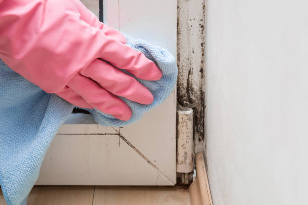 Best Affordable Mold Removal  in Spencer, OK