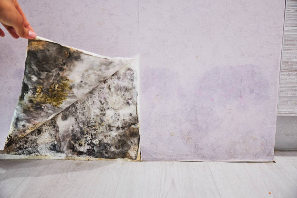Best Fast Mold Removal  in Spencer, OK
